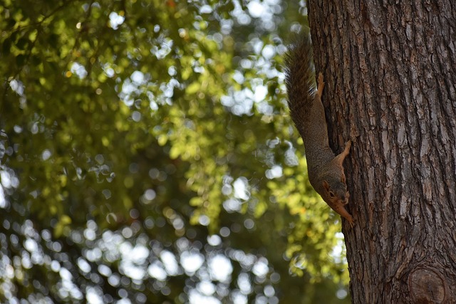 斯之间的复 斯之间的复