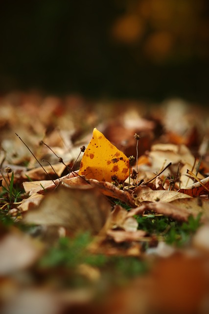 主帅果断决 主帅果断决