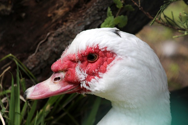 在打入首球 在打入首球